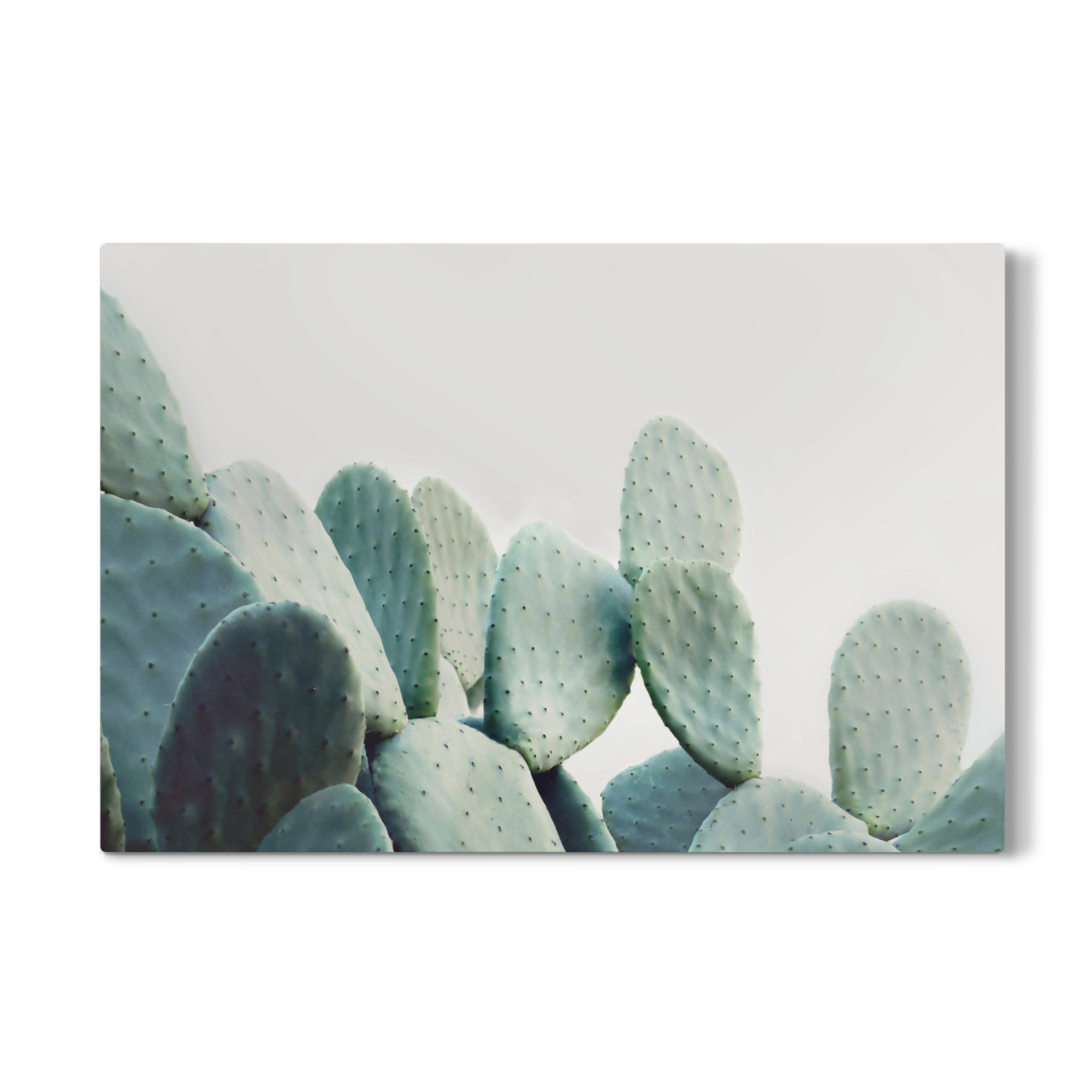 Galerie-Print "Pastel Cactus" 30x20 cm artboxONE
