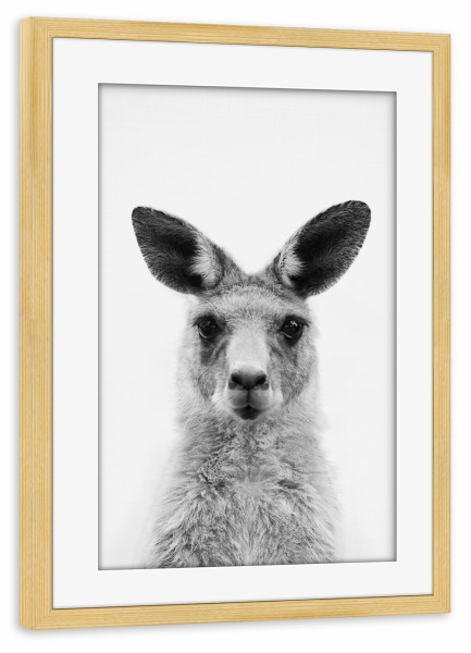 Poster mit Rahmen kiefer "Kangaroo" artboxONE - Tiere,Schwarzweiß - Kangaroo,Zoo,Animal,Animal portrait,Australia,Wallaby,Animal face,Känguru