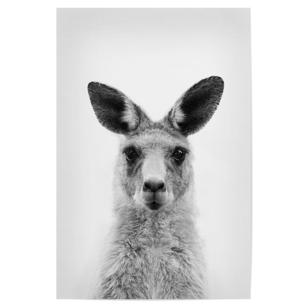 Poster 30x20 cm "Kangaroo" artboxONE - Tiere,Schwarzweiß - Kangaroo,Zoo,Animal,Animal portrait,Australia,Wallaby,Animal face,Känguru
