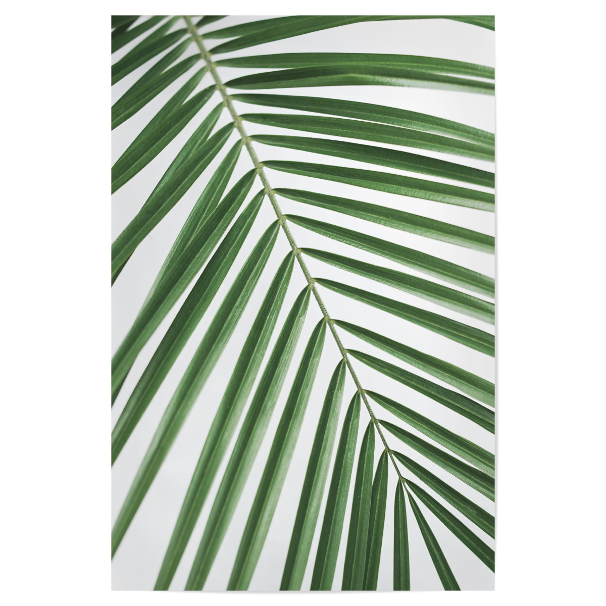 Green Palm Leaf Als Poster Bei Artboxone Kaufen