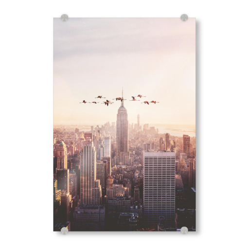 Flamingos in New York