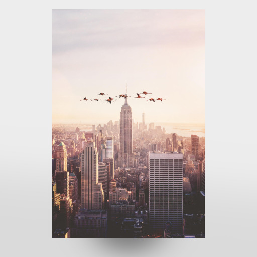 Flamingos in New York