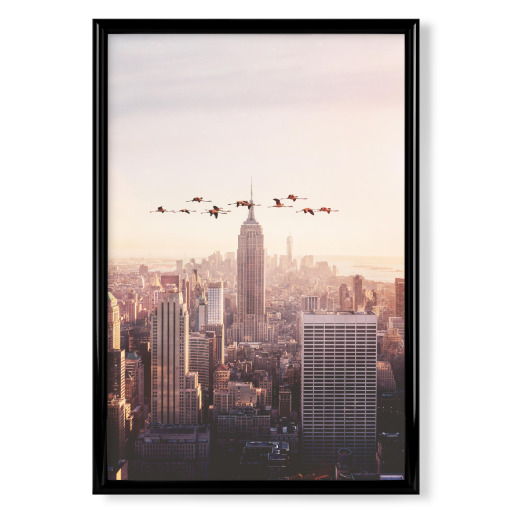 Flamingos in New York