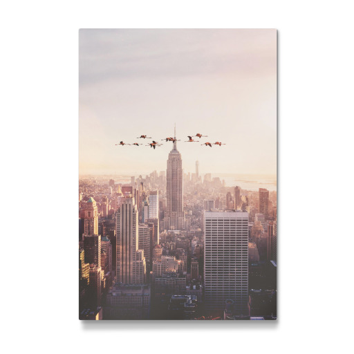 Flamingos in New York