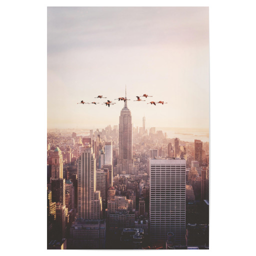 Flamingos in New York