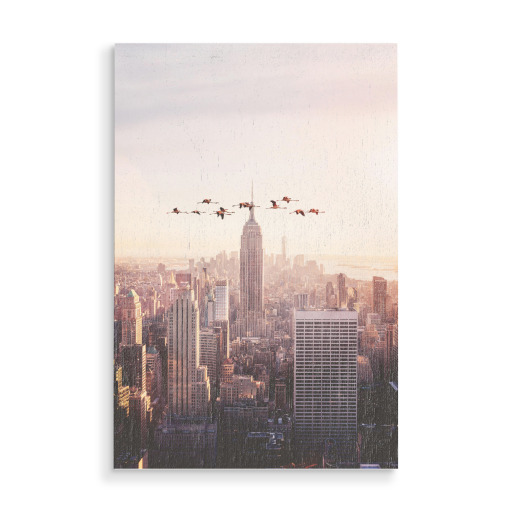 Flamingos in New York