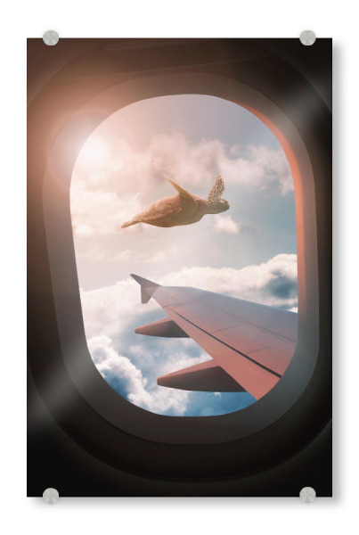 Acrylglasbild "Flying Sea Turtle" artboxONE - Reise,Tiere,Abstrakt,Fiktion,Lustig