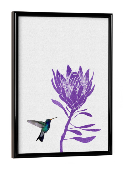Poster mit schwarzem Rahmen "Hummingbird & Purple Flower II" artboxONE - Natur,Floral,Tiere,Abstrakt,Ultraviolet