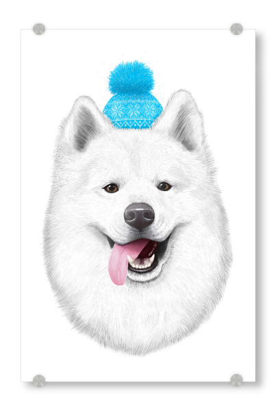 Acrylglasbild "Samoyed" artboxONE - Natur,Tiere,Comic,Menschen,Schwarzweiß,Liebe,Weihnachten,Für Mama,Für Papa,Lustig