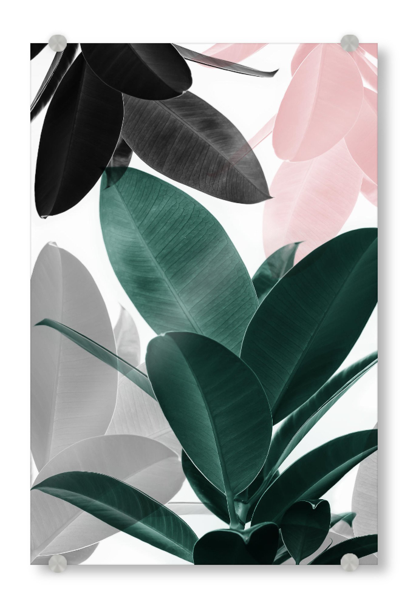 Acrylglasbild "Leaf Play" artboxONE - Natur,Floral - Ficus,Blätter,Palmblatt,Tropisch,Anspruchsvoll,Skandinavisch,Fotografie,Collage,Modern
