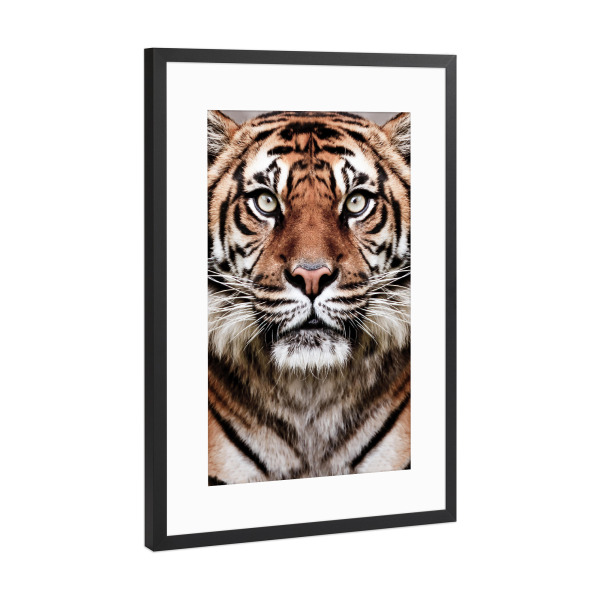 Poster mit Rahmen Schwarz (Metallic) "Tiger Face" artboxONE - Tiere,Reise / Afrika
