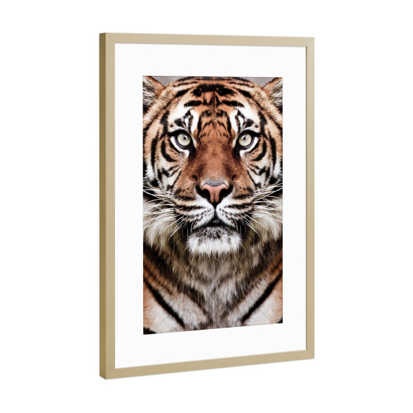 Poster mit Rahmen Gold "Tiger Face" artboxONE - Tiere,Reise / Afrika - Tiger,Tier,Porträt,Große katze,Wilde katze,Tierwelt,Dschungel,Fotografie