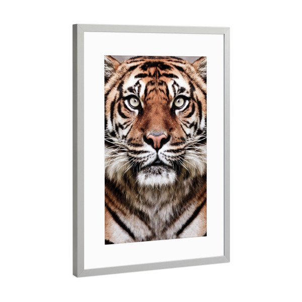 Poster mit Rahmen Silber "Tiger Face" artboxONE - Tiere,Reise / Afrika - Tiger,Tier,Porträt,Große katze,Wilde katze,Tierwelt,Dschungel,Fotografie