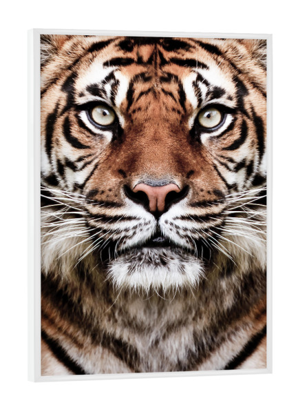 Poster mit weißem Rahmen "Tiger Face" artboxONE - Tiere,Reise / Afrika - Tiger,Tier,Porträt,Große katze,Wilde katze,Tierwelt,Dschungel,Fotografie