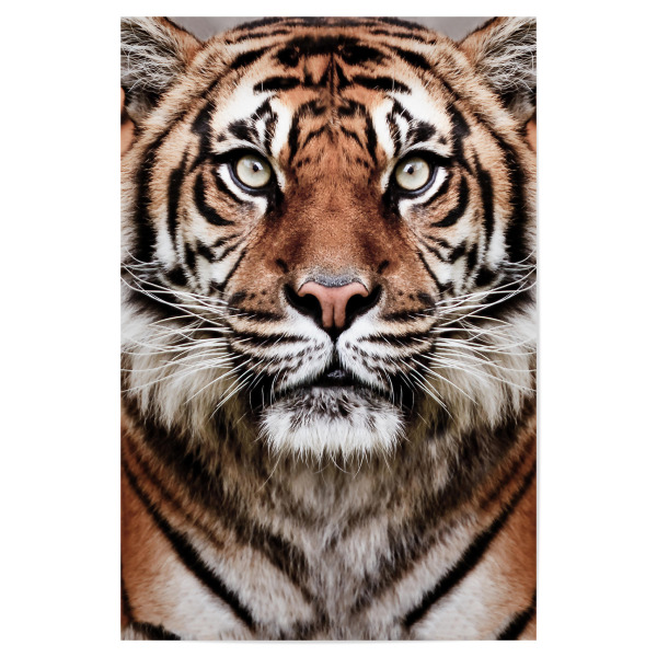 Poster 30x20 cm "Tiger Face" artboxONE - Tiere,Reise / Afrika - Tiger,Tier,Porträt,Große katze,Wilde katze,Tierwelt,Dschungel,Fotografie