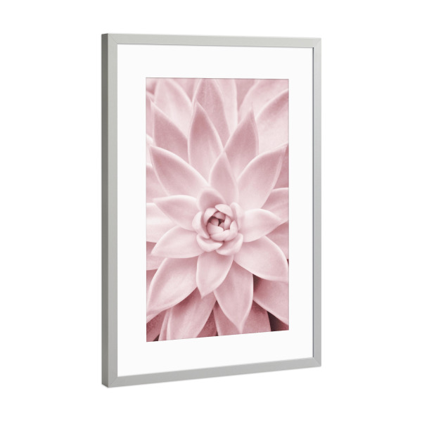 Poster mit Rahmen Silber "Pink Succulent" artboxONE - Natur,Floral