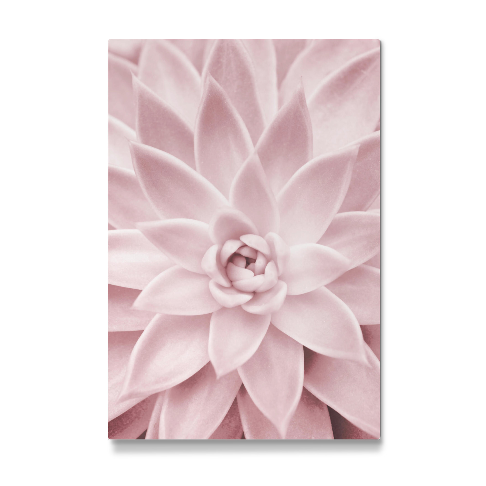 Galerie-Print "Pink Succulent" 30x20 cm artboxONE