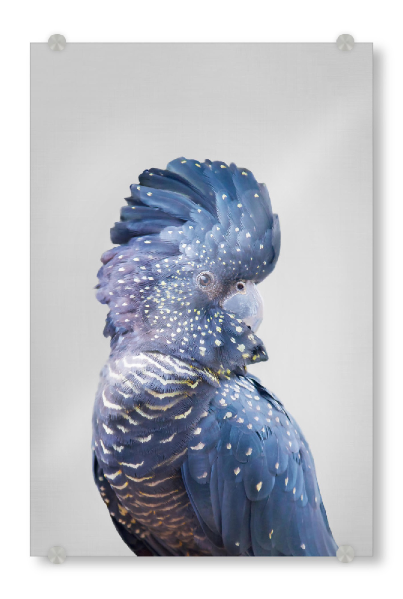 Acrylglasbild "Black Cockatoo" artboxONE - Tiere - Kakadu,Vogel,Fotografie,Federn,Papagei,Zoo,Tier,Australien