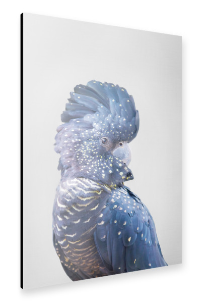 Alu-Dibond "Black Cockatoo" 30x20 cm artboxONE