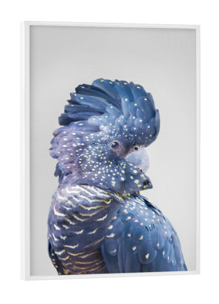 Poster mit weißem Rahmen "Black Cockatoo" artboxONE - Tiere - Kakadu,Vogel,Fotografie,Federn,Papagei,Zoo,Tier,Australien