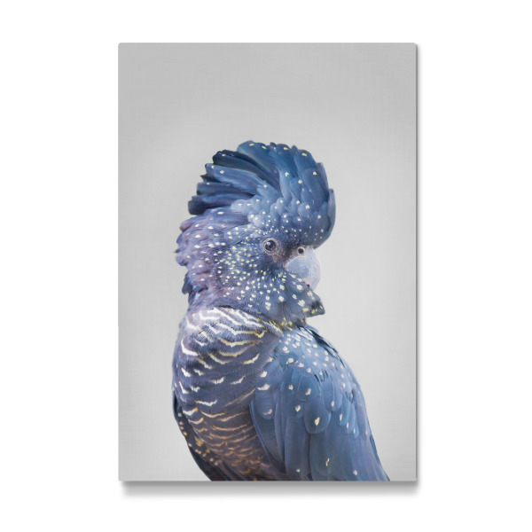 Galerie-Print "Black Cockatoo" 30x20 cm artboxONE