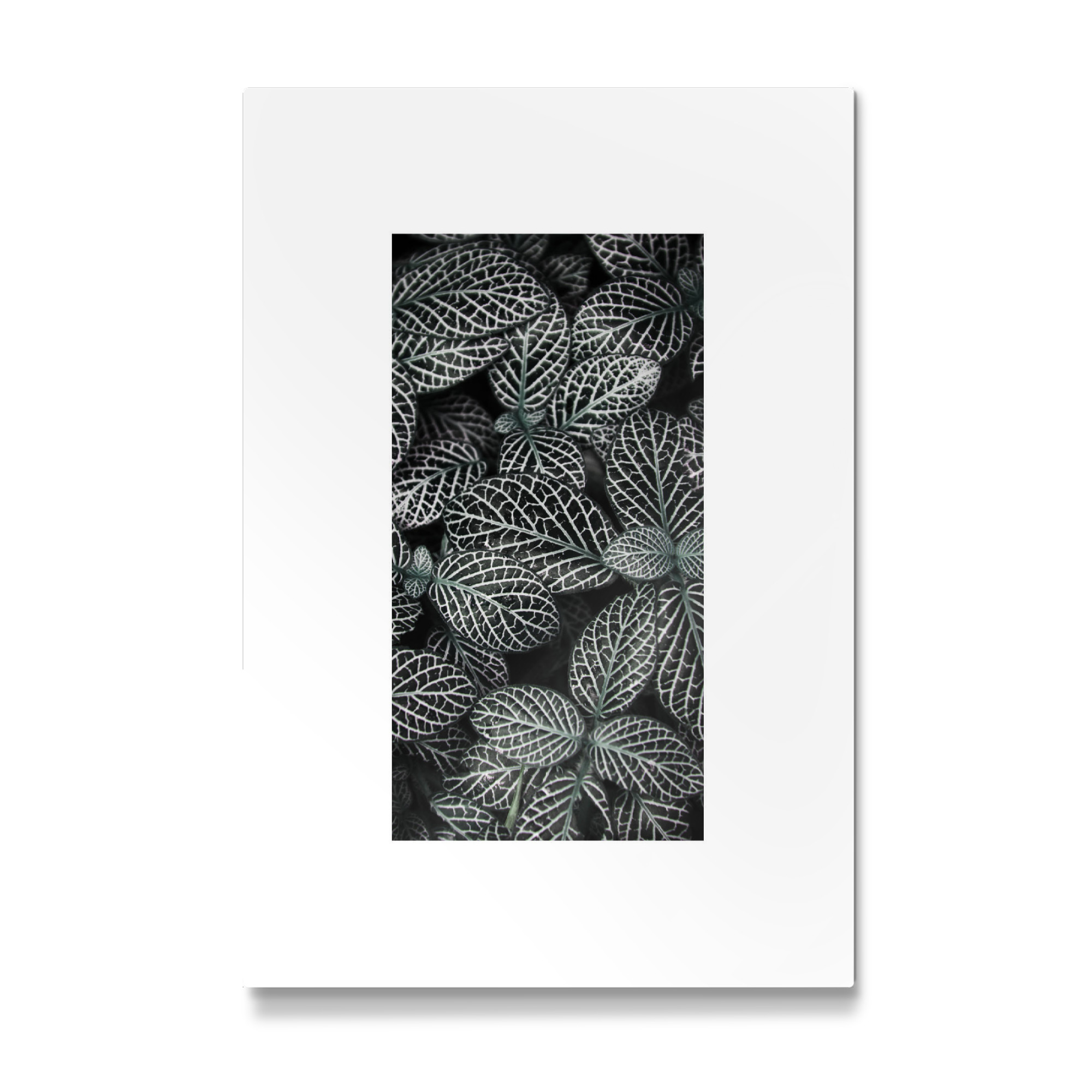 Galerie-Print "Nature Leafs" 75x50 cm artboxONE