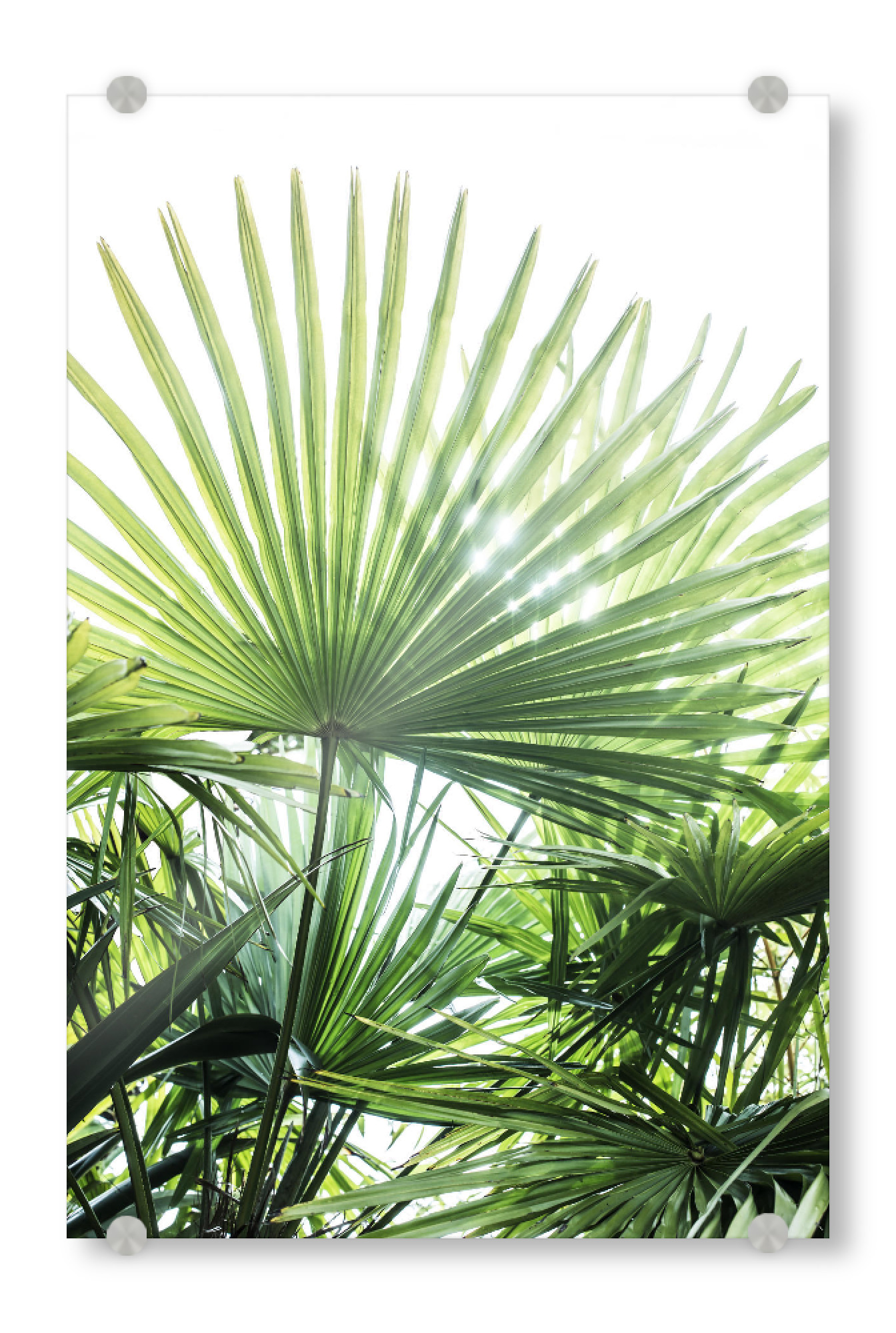 Acrylglasbild "Palm Tree Garden" artboxONE - Natur - Palmenblatt,Palmen,Tropische,Tropische pflanze,Botanische,Fotografie,Dschungel