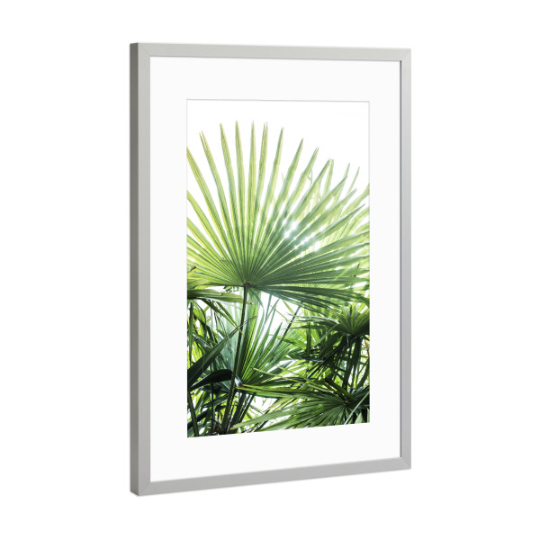 Poster mit Rahmen Silber "Palm Tree Garden" artboxONE - Natur - Palmenblatt,Palmen,Tropische,Tropische pflanze,Botanische,Fotografie,Dschungel