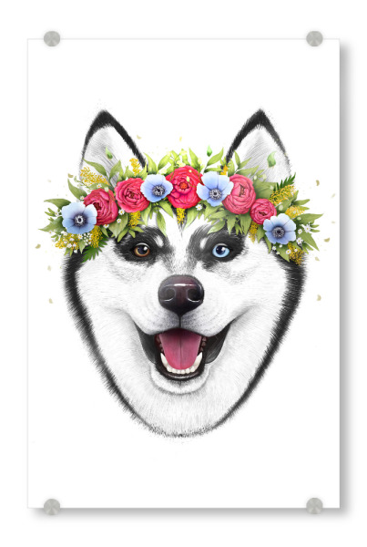 Acrylglasbild "Husky with flowers" artboxONE - Floral,Tiere,Fashion,Lustig