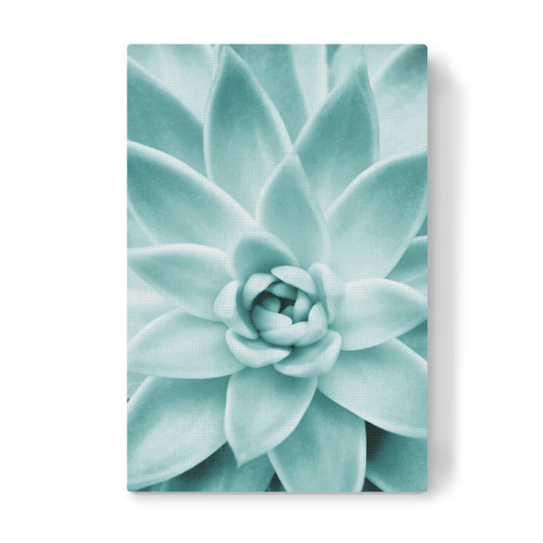 Leinwandbild "Succulent in Mint" artboxONE - Natur,Arcadia - Arcadia,Sukkulente,Pflanze,Fotografie,Kaktus,Makro