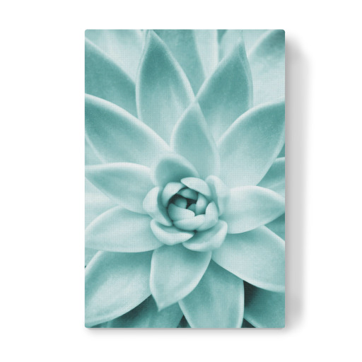 Succulent in Mint Succulent in Mint