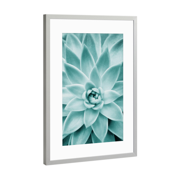 Poster mit Rahmen Silber "Succulent in Mint" artboxONE - Natur,Arcadia - Arcadia,Sukkulente,Pflanze,Fotografie,Kaktus,Makro