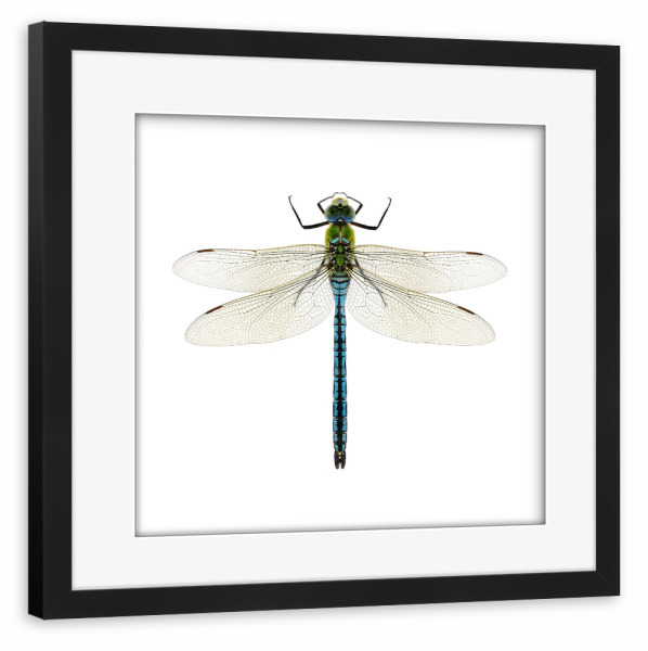 Poster mit Rahmen schwarz "Aeshna affinis" artboxONE - Natur,Tiere - Libelle,Insekt,Makro,Wald,Wiese,Garten,Entomologie,Artenschutz,Wildlife art print