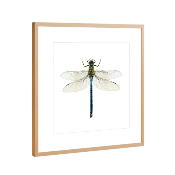 Poster mit Rahmen Kupfer "Aeshna affinis" artboxONE - Natur,Tiere - Libelle,Insekt,Makro,Wald,Wiese,Garten,Entomologie,Artenschutz,Wildlife art print