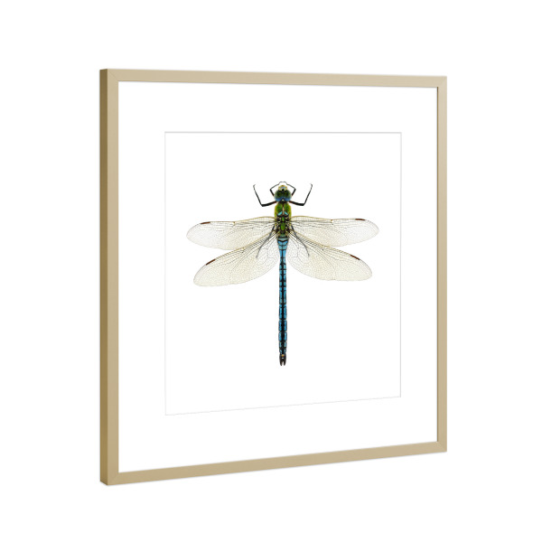 Poster mit Rahmen Gold "Aeshna affinis" artboxONE - Natur,Tiere - Libelle,Insekt,Makro,Wald,Wiese,Garten,Entomologie,Artenschutz,Wildlife art print