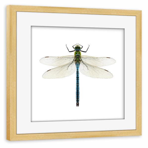 Poster mit Rahmen kiefer "Aeshna affinis" artboxONE - Natur,Tiere - Libelle,Insekt,Makro,Wald,Wiese,Garten,Entomologie,Artenschutz,Wildlife art print