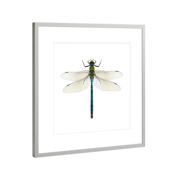 Poster mit Rahmen Silber "Aeshna affinis" artboxONE - Natur,Tiere - Libelle,Insekt,Makro,Wald,Wiese,Garten,Entomologie,Artenschutz,Wildlife art print