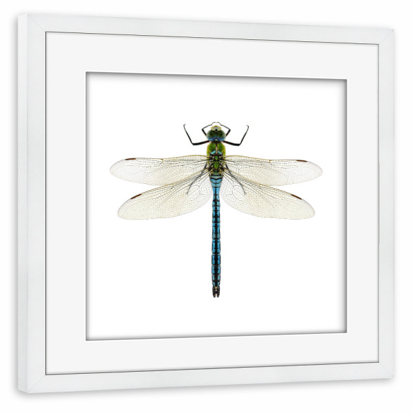 Poster mit Rahmen weiß "Aeshna affinis" artboxONE - Natur,Tiere - Libelle,Insekt,Makro,Wald,Wiese,Garten,Entomologie,Artenschutz,Wildlife art print