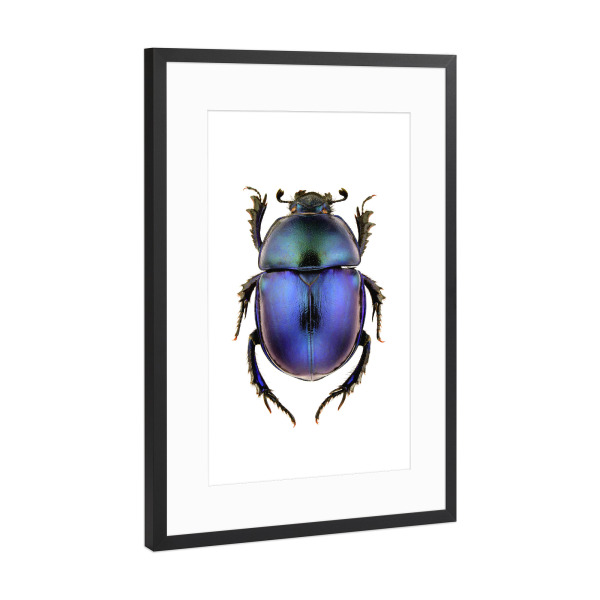 Poster mit Rahmen Schwarz (Metallic) "Trypocopris vernalis" artboxONE - Tiere