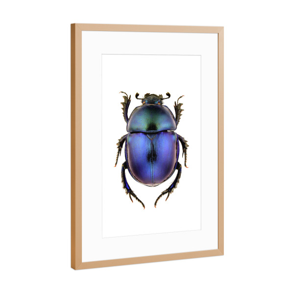 Poster mit Rahmen Kupfer "Trypocopris vernalis" artboxONE - Tiere - Käfer,Insekt,Makro,Wald,Wiese,Garten,Entomologie,Artenschutz,Wildlife art print