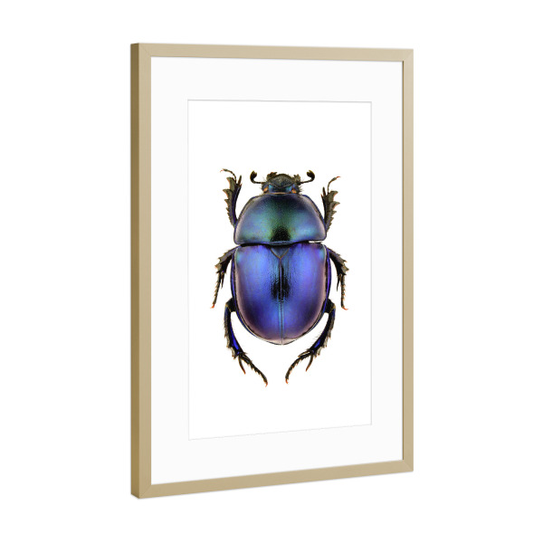 Poster mit Rahmen Gold "Trypocopris vernalis" artboxONE - Tiere - Käfer,Insekt,Makro,Wald,Wiese,Garten,Entomologie,Artenschutz,Wildlife art print