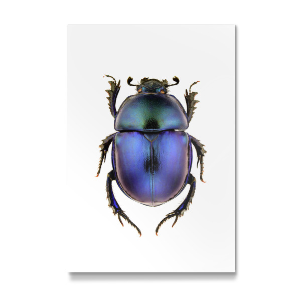 Galerie-Print "Trypocopris vernalis" 30x20 cm artboxONE