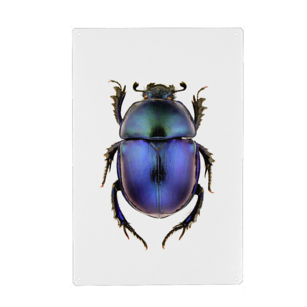 Metall Poster "Trypocopris vernalis" artboxONE - Tiere - Käfer,Insekt,Makro,Wald,Wiese,Garten,Entomologie,Artenschutz,Wildlife art print