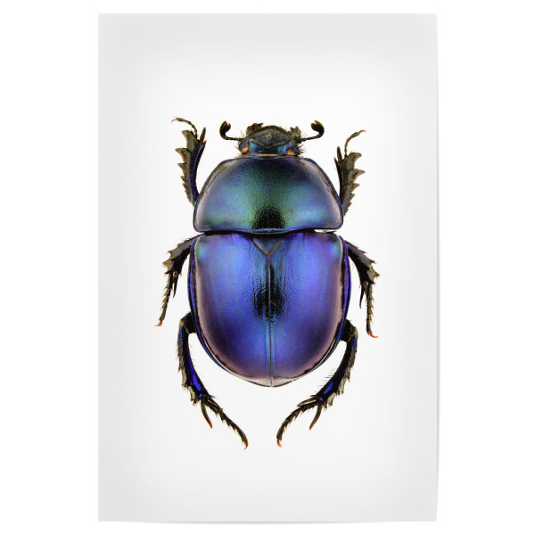 Poster 30x20 cm "Trypocopris vernalis" artboxONE - Tiere - Käfer,Insekt,Makro,Wald,Wiese,Garten,Entomologie,Artenschutz,Wildlife art print
