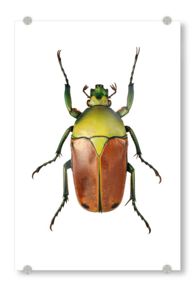 Acrylglasbild "Cyprolais selene" artboxONE - Tiere - Käfer,Insekt,Makro,Wald,Wiese,Garten,Entomologie,Artenschutz,Wildlife art print,Bug