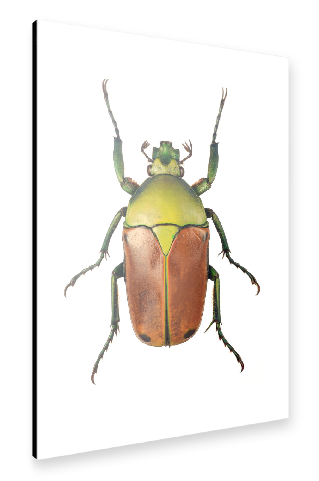 Alu-Dibond "Cyprolais selene" 30x20 cm artboxONE