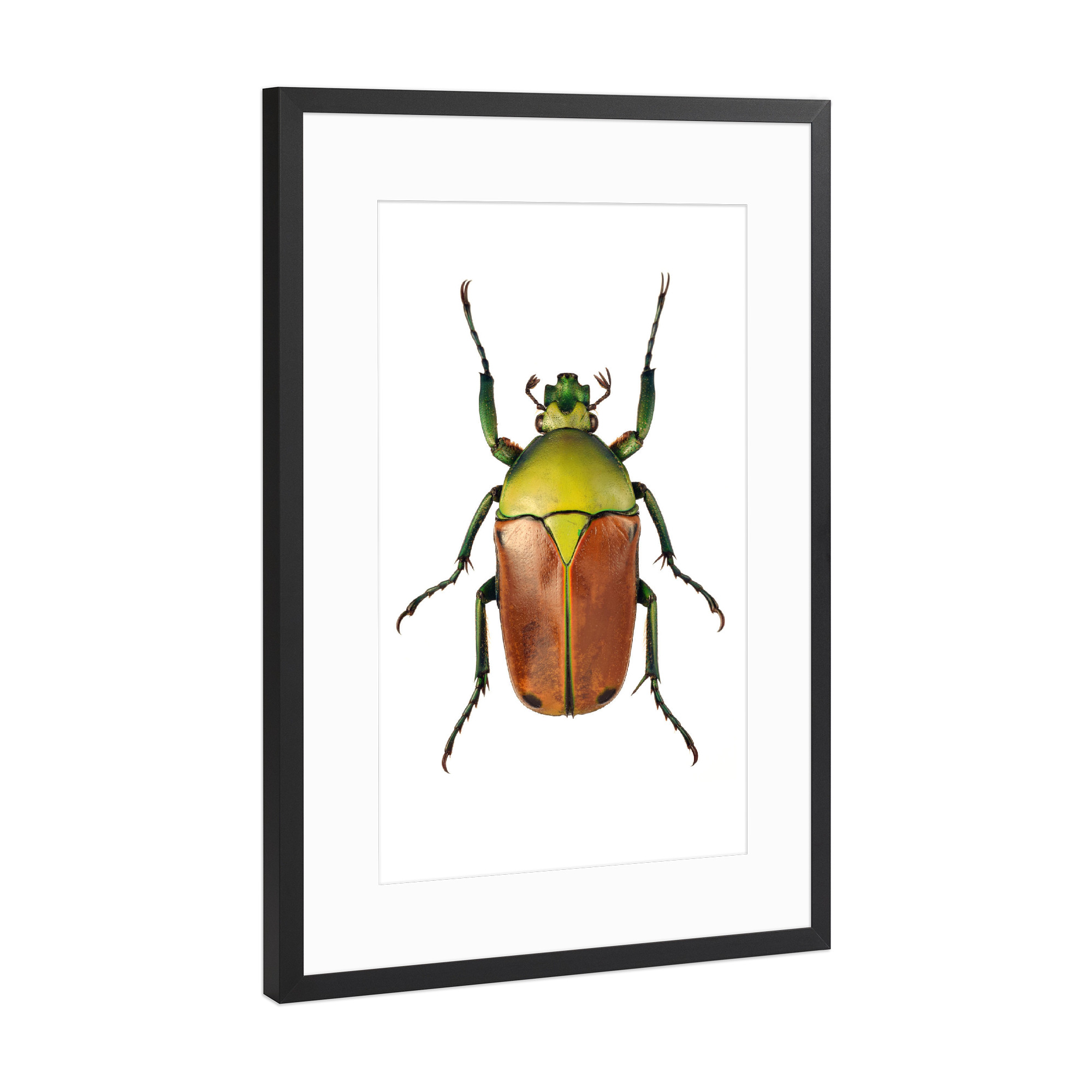 Poster mit Rahmen Schwarz (Metallic) "Cyprolais selene" artboxONE - Tiere