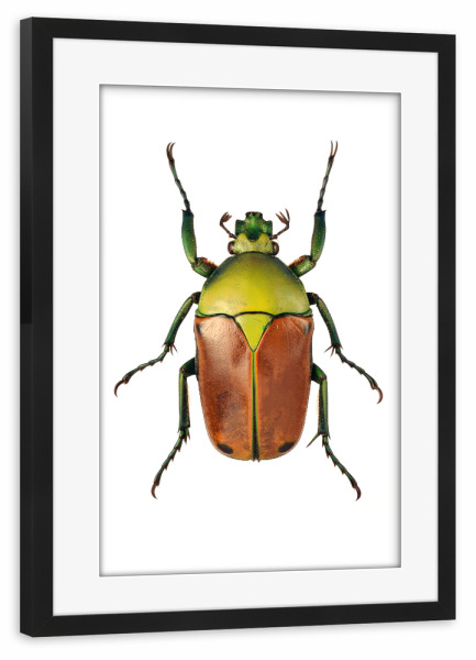 Poster mit Rahmen schwarz "Cyprolais selene" artboxONE - Tiere - Käfer,Insekt,Makro,Wald,Wiese,Garten,Entomologie,Artenschutz,Wildlife art print,Bug