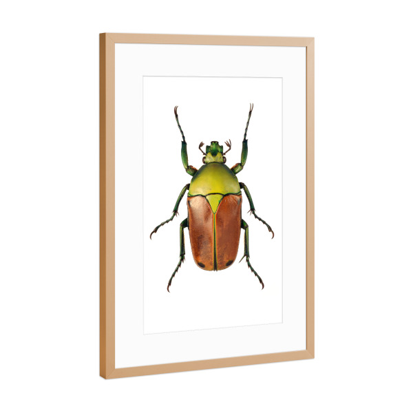 Poster mit Rahmen Kupfer "Cyprolais selene" artboxONE - Tiere - Käfer,Insekt,Makro,Wald,Wiese,Garten,Entomologie,Artenschutz,Wildlife art print,Bug
