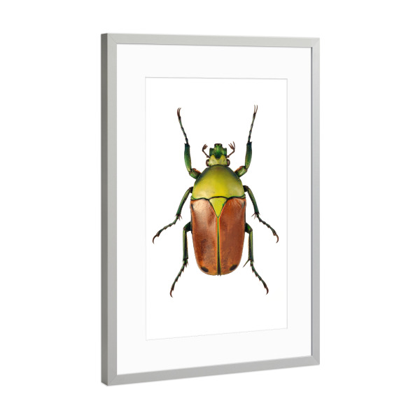 Poster mit Rahmen Silber "Cyprolais selene" artboxONE - Tiere - Käfer,Insekt,Makro,Wald,Wiese,Garten,Entomologie,Artenschutz,Wildlife art print,Bug
